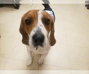 Beagle-Unknown Mix Dogs for adoption in Candler, NC, USA