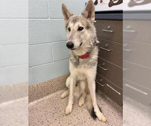 Siberian Husky Dogs for adoption in Brighton, CO, USA