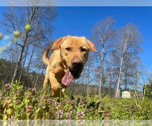 Labrador Retriever Dogs for adoption in Temple, GA, USA