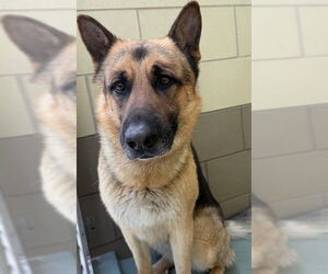 German Shepherd Dog Dogs for adoption in Riverside, CA, USA