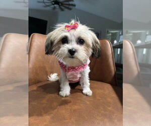 Shih Tzu Dogs for adoption in Mooresville, NC, USA