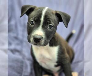 Labrador Retriever-Unknown Mix Dogs for adoption in San Diego, CA, USA