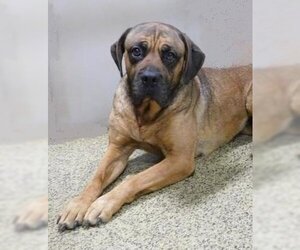 Mastiff-Unknown Mix Dogs for adoption in Marble, NC, USA