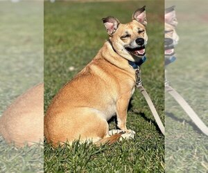 Beagle-Unknown Mix Dogs for adoption in Godfrey, IL, USA