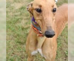 Greyhound Dogs for adoption in Grandville, MI, USA