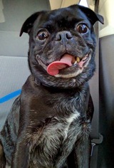 Pug Dogs for adoption in Palm Harbor, FL, USA