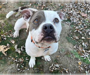 American Pit Bull Terrier-American Staffordshire Terrier Mix Dogs for adoption in Chester, VA, USA