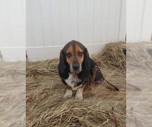 Basset Hound Dogs for adoption in Gilberts, IL, USA