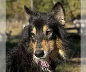 Scottish Collisky Dogs for adoption in Canton, CT, USA