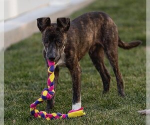 Labrador Retriever-Unknown Mix Dogs for adoption in Sandy, UT, USA