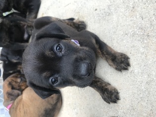 Medium Photo #1 Chinese Shar-Pei-Rottweiler Mix Puppy For Sale in Von Ormy, TX, USA