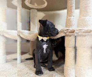 Rottweiler-Unknown Mix Dogs for adoption in San Antonio, TX, USA