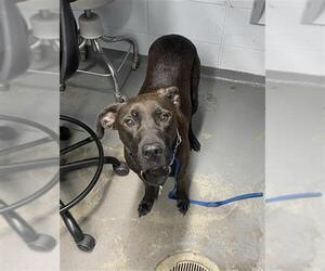 Labrador Retriever-Unknown Mix Dogs for adoption in Tallahassee, FL, USA