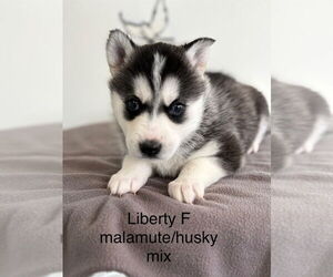 Alaskan Malamute-Huskies Mix Dogs for adoption in Studio City, CA, USA