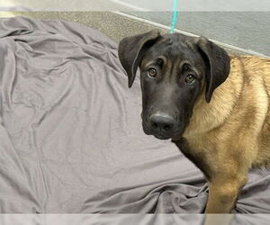 Great Dane-Unknown Mix Dogs for adoption in Las Vegas, NV, USA