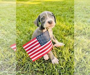 American Pit Bull Terrier-Unknown Mix Dogs for adoption in FRAMINGHAM, MA, USA