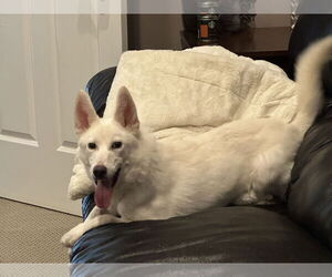 German Shepherd Dog-Siberian Husky Mix Dogs for adoption in Cumming, GA, USA