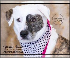 Small American Pit Bull Terrier-Great Pyrenees Mix