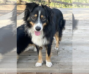 Australian Shepherd Dogs for adoption in Denver , CO, USA