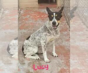 Mutt Dogs for adoption in Gilbert, AZ, USA