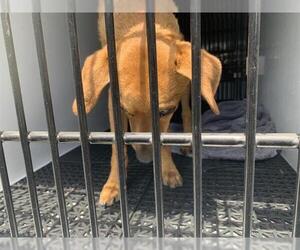 Chihuahua-Unknown Mix Dogs for adoption in Pasadena, CA, USA