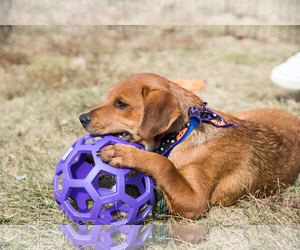 Medium Photo #1 Shepradors Puppy For Sale in Hockessin, DE, USA