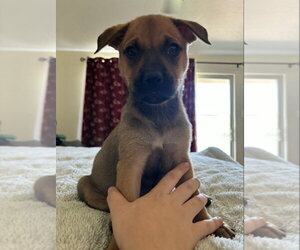 Rottweiler-Unknown Mix Dogs for adoption in Lakewood, CO, USA