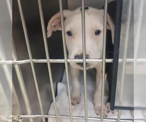 Mutt Dogs for adoption in Oklahoma City, OK, USA