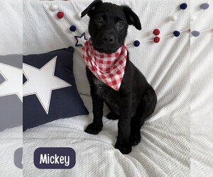 Labrador Retriever-Unknown Mix Dogs for adoption in Lakewood, CO, USA