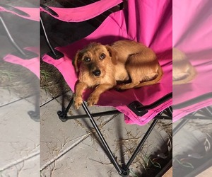 Dachshund Dogs for adoption in Union Beach, NJ, USA