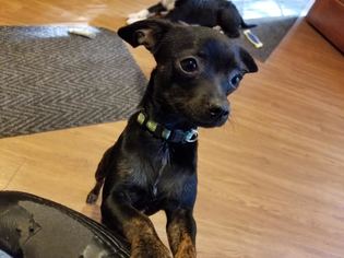 Chihuahua Dogs for adoption in Seneca, MO, USA