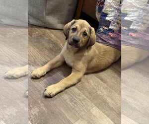 Huskies -Labrador Retriever Mix Dogs for adoption in Mechanicsburg, PA, USA