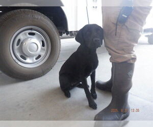Labrador Retriever-Unknown Mix Dogs for adoption in Oroville, CA, USA
