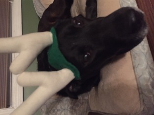 Labrador Retriever Dogs for adoption in Franklin, IN, USA