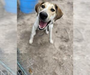 Beagle Dogs for adoption in The Woodlands, TX, USA