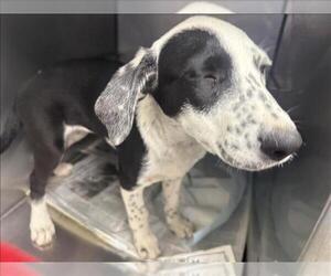 American Pit Bull Terrier-Unknown Mix Dogs for adoption in San Bernardino, CA, USA