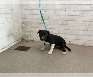 American Pit Bull Terrier-Unknown Mix Dogs for adoption in San Bernardino, CA, USA