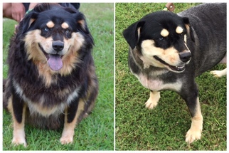 Alaskan Husky-Bernese Mountain Dog Mix Dogs for adoption in Woodstock, GA, USA
