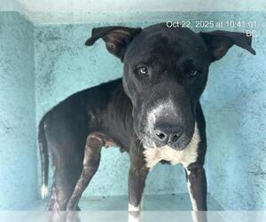 American Pit Bull Terrier Dogs for adoption in Ocala, FL, USA