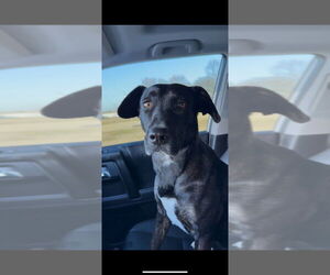 Labrador Retriever-Unknown Mix Dogs for adoption in Boston, MA, USA
