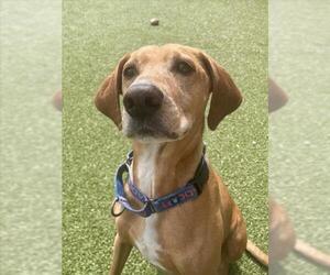 Rhodesian Ridgeback-Unknown Mix Dogs for adoption in Derwood, MD, USA