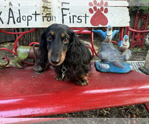 Dachshund Dogs for adoption in Sioux Falls, SD, USA