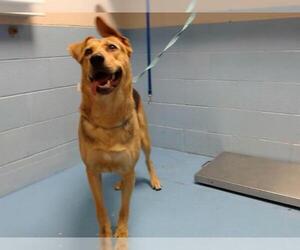 German Shepherd Dog-Unknown Mix Dogs for adoption in Moreno Valley, CA, USA