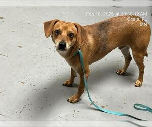Chiweenie Dogs for adoption in Ocala, FL, USA