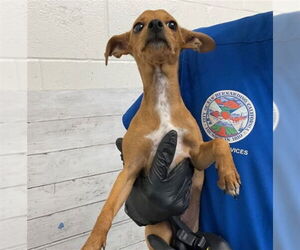 Chihuahua Dogs for adoption in San Bernardino, CA, USA