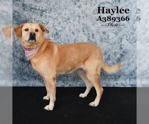 Golden Labrador Dogs for adoption in Conroe, TX, USA