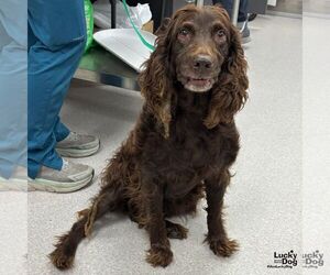 Boykin Spaniel-Unknown Mix Dogs for adoption in Washington, DC, USA