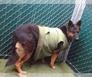 German Shepherd Dog Dogs for adoption in Downey, CA, USA