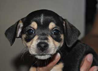 Dachshund Dogs for adoption in Durham, NC, USA