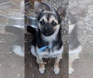 Chihuahua-Unknown Mix Dogs for adoption in San Bernardino, CA, USA